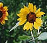 Sonnenblumen vom Obsthof Kempf!